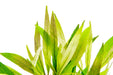 Healthy Hygrophila Angustifolia aquatic plant from ACW with lush green stems and narrow leaves, ideal for freshwater aquariums.