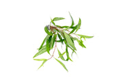 Healthy Hygrophila Angustifolia Rubra aquatic plant from CPA with vibrant red and green leaves for freshwater aquariums.