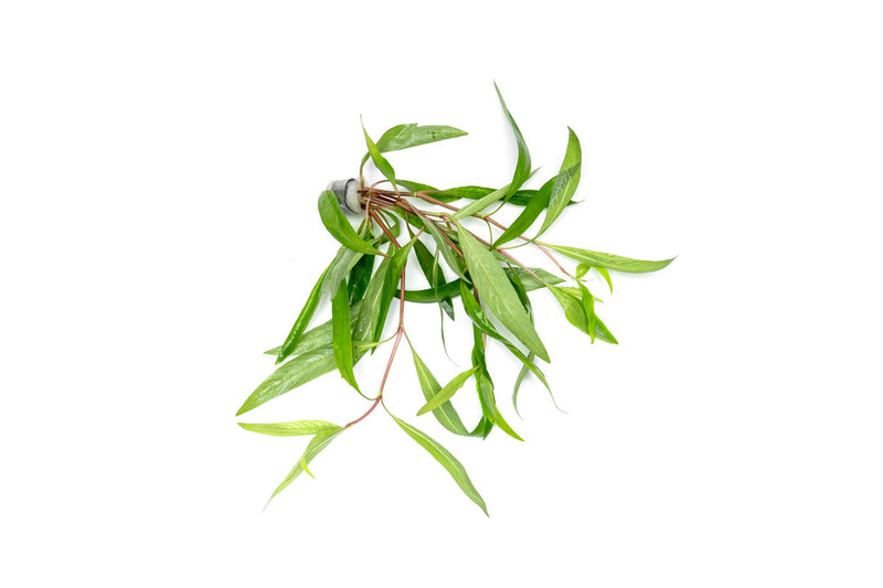 Healthy Hygrophila Angustifolia Rubra aquatic plant from CPA with vibrant red and green leaves for freshwater aquariums.