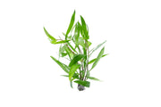 Healthy Hygrophila Angustifolia Rubra aquatic plant by CPA with vibrant red stems and lush green leaves for freshwater aquariums.