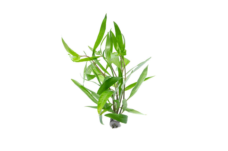 Healthy Hygrophila Angustifolia Rubra aquatic plant by CPA with vibrant red stems and lush green leaves for freshwater aquariums.