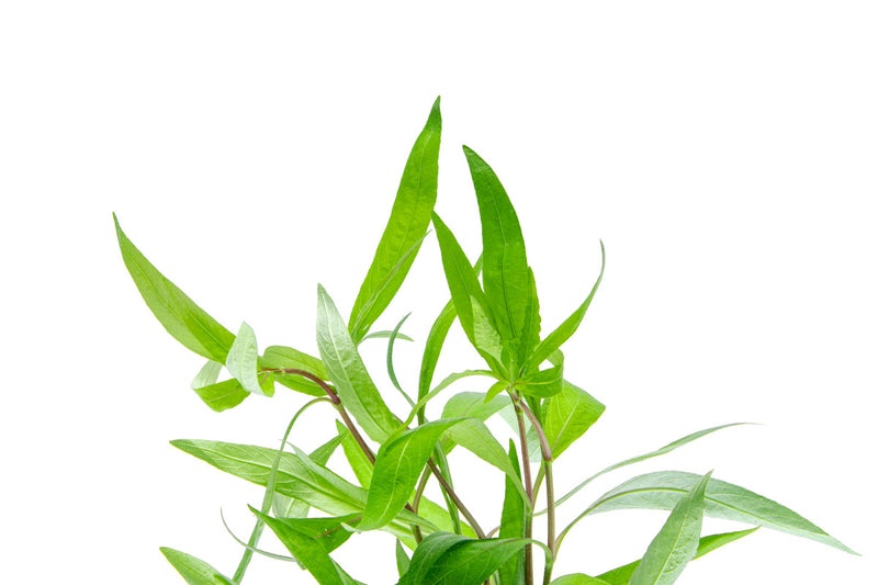 Healthy Hygrophila Angustifolia Rubra aquatic plant from CPA with vibrant red and green leaves for freshwater aquariums.