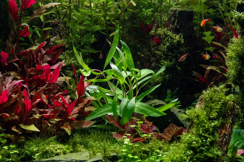 Aquatic plant Hygrophila Angustifolia Rubra by CPA with vibrant red and green leafy stems for freshwater aquariums.