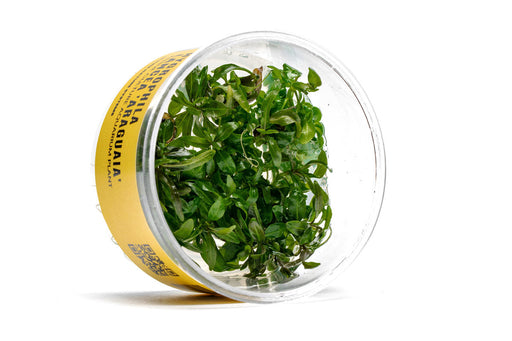 Hygrophila Araguaia UNS Tissue Culture
