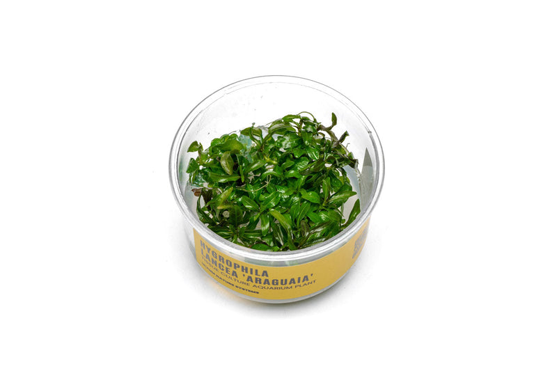 Hygrophila Araguaia UNS Tissue Culture Aquatic Plant - Buce Plant