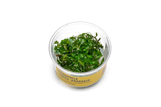 Hygrophila Araguaia UNS Tissue Culture