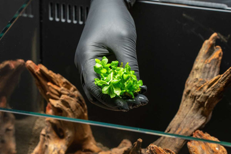 Hygrophila Difformis Pink Aquatic Farmer Tissue Culture Aquatic Plant - Buce Plant