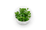 Hygrophila Difformis Pink Aquatic Farmer Tissue Culture Aquatic Plant - Buce Plant