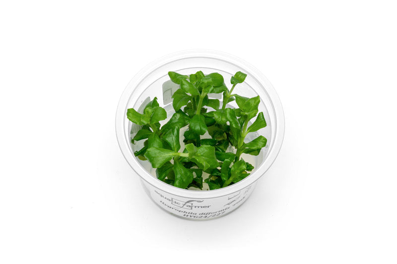 Hygrophila Difformis Pink Aquatic Farmer Tissue Culture Aquatic Plant - Buce Plant
