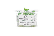Hygrophila Difformis Pink Aquatic Farmer Tissue Culture Aquatic Plant - Buce Plant