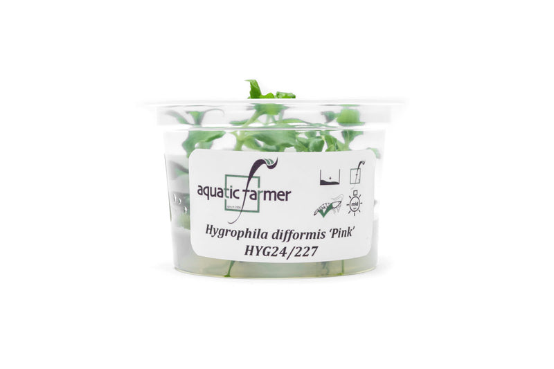 Hygrophila Difformis Pink Aquatic Farmer Tissue Culture Aquatic Plant - Buce Plant