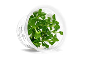 Hygrophila Difformis Pink Aquatic Farmer Tissue Culture Aquatic Plant - Buce Plant