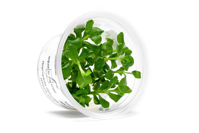Hygrophila Difformis Pink Aquatic Farmer Tissue Culture Aquatic Plant - Buce Plant