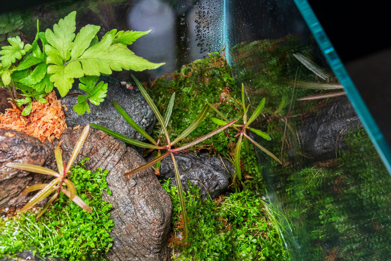 Healthy Hygrophila Lancea 'Araguaia' aquatic plant from IS with vibrant green, long, lance-shaped leaves for freshwater aquariums.
