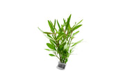 Healthy Hygrophila Lancea 'Araguaia' aquatic plant from IS, with bright green, lance-shaped leaves suitable for freshwater aquariums.
