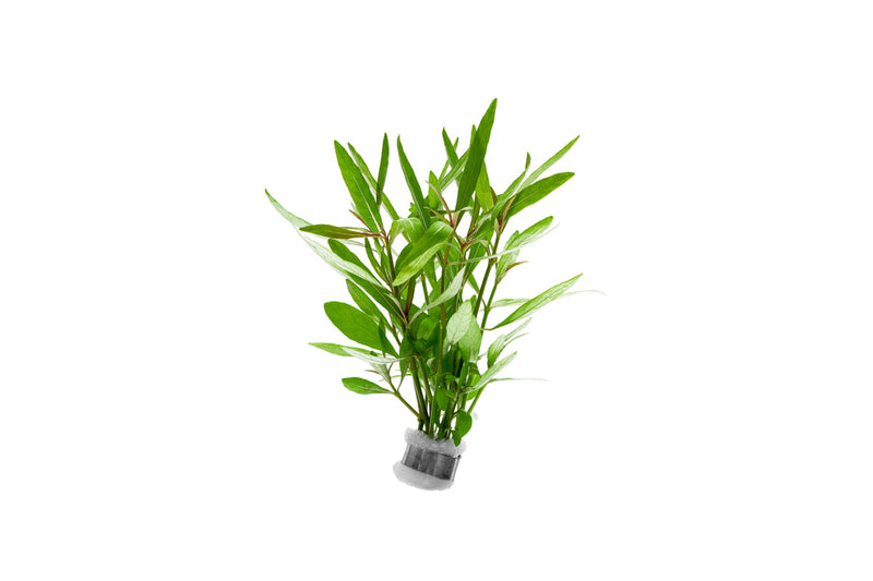 Healthy Hygrophila Lancea 'Araguaia' aquatic plant from IS, with bright green, lance-shaped leaves suitable for freshwater aquariums.