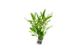 Hygrophila Lancea 'Araguaia'