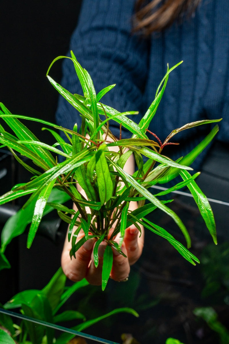 Healthy Hygrophila Lancea 'Araguaia' aquatic plant with vibrant green elongated leaves, ideal for freshwater aquariums.
