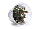 Hygrophila Lancea Araguaia Aquatic Farmer Tissue Culture Aquatic Plant - Buce Plant