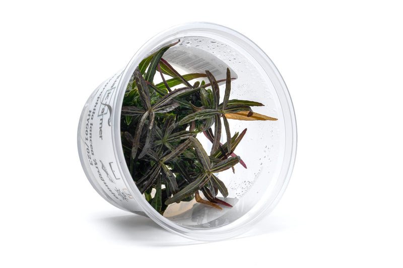 Hygrophila Lancea Araguaia Aquatic Farmer Tissue Culture Aquatic Plant - Buce Plant