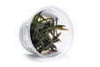 Healthy Hygrophila Lancea Araguaia aquatic plant tissue culture from Aquatic Farmer, showcasing lush green stems and leaves.