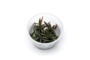 Hygrophila Lancea Araguaia Aquatic Farmer Tissue Culture Aquatic Plant - Buce Plant