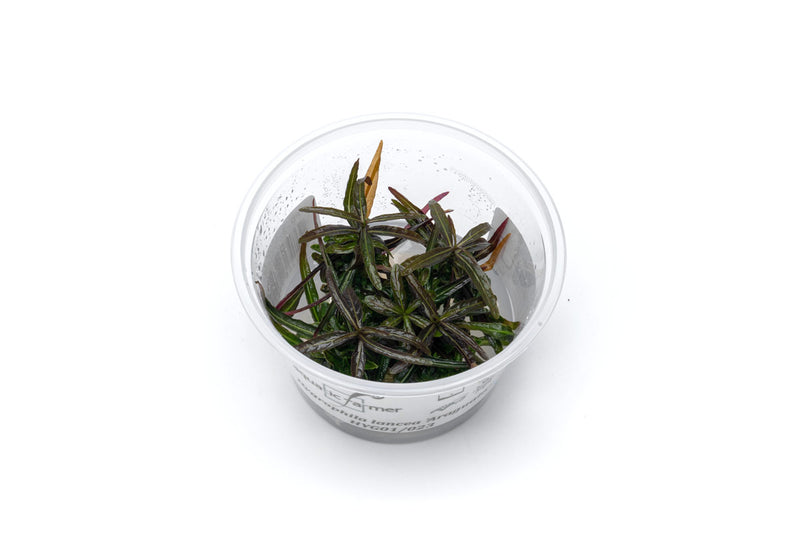 Hygrophila Lancea Araguaia Aquatic Farmer Tissue Culture Aquatic Plant - Buce Plant