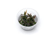 Healthy Hygrophila Lancea Araguaia aquatic plant tissue culture from Aquatic Farmer, showcasing lush green stems and leaves.