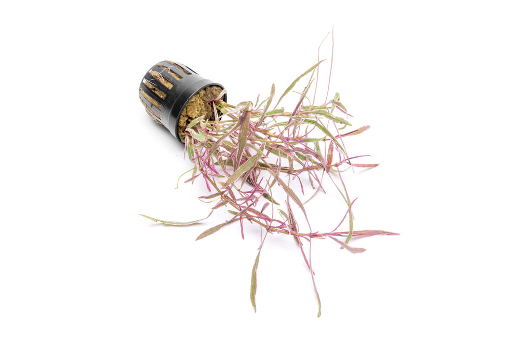 Hygrophila Lancea 'Araguaia' Sp Chai