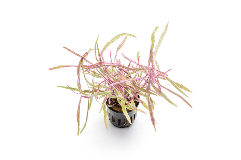 Hygrophila Lancea 'Araguaia' Sp Chai Aquatic Plant - Buce Plant