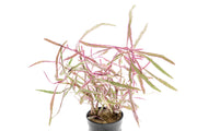 Hygrophila Lancea 'Araguaia' Sp Chai Aquatic Plant - Buce Plant