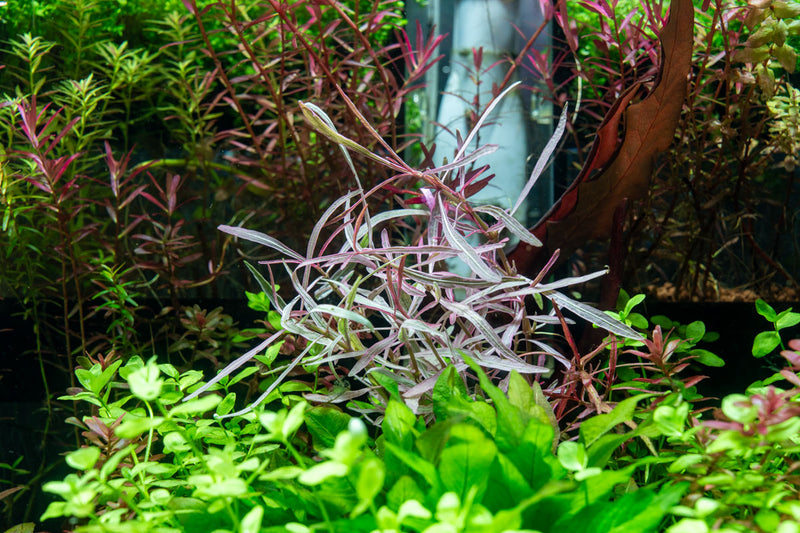 Hygrophila sp. Chai UNS Tissue Culture Aquatic Plant - Buce Plant