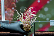 Hygrophila Lancea 'Araguaia' Sp Chai Aquatic Plant - Buce Plant