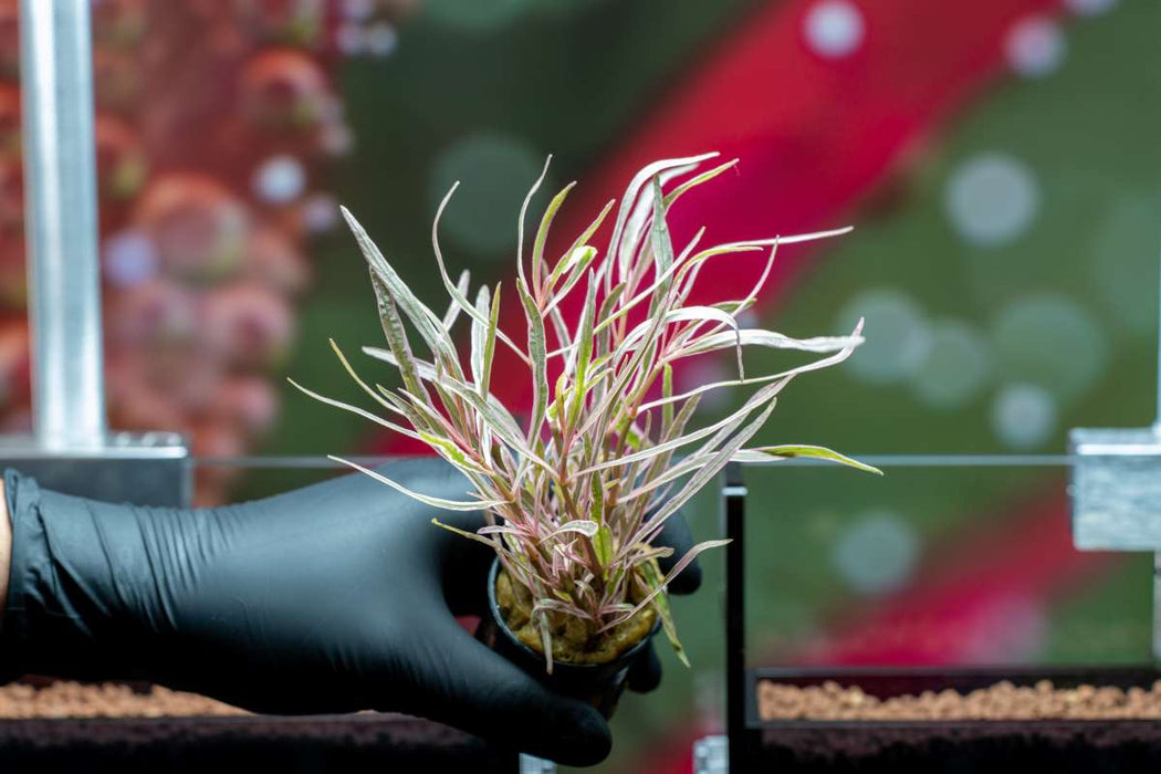 Hygrophila Lancea 'Araguaia' Sp Chai