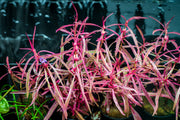Hygrophila Lancea 'Araguaia' Sp Chai Aquatic Plant - Buce Plant