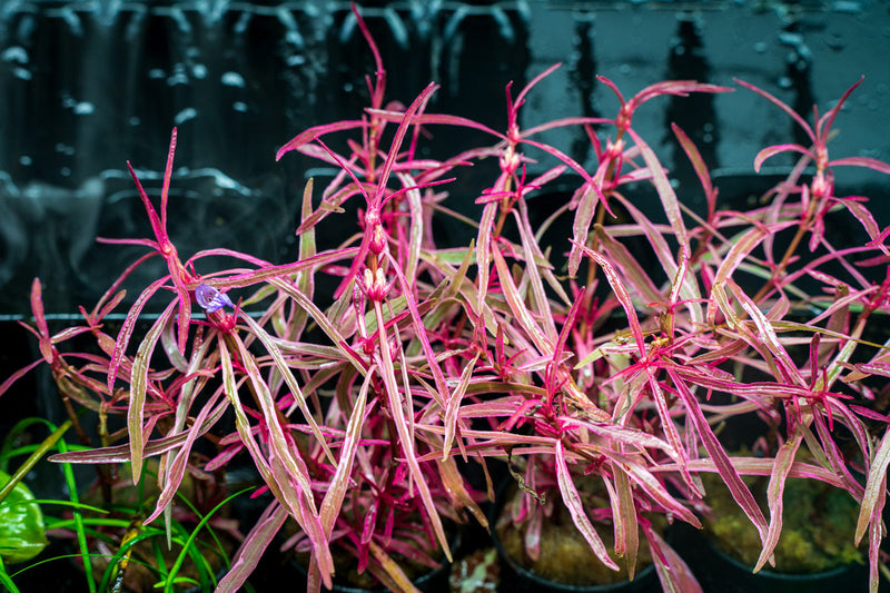 Hygrophila Lancea 'Araguaia' Sp Chai Aquatic Plant - Buce Plant