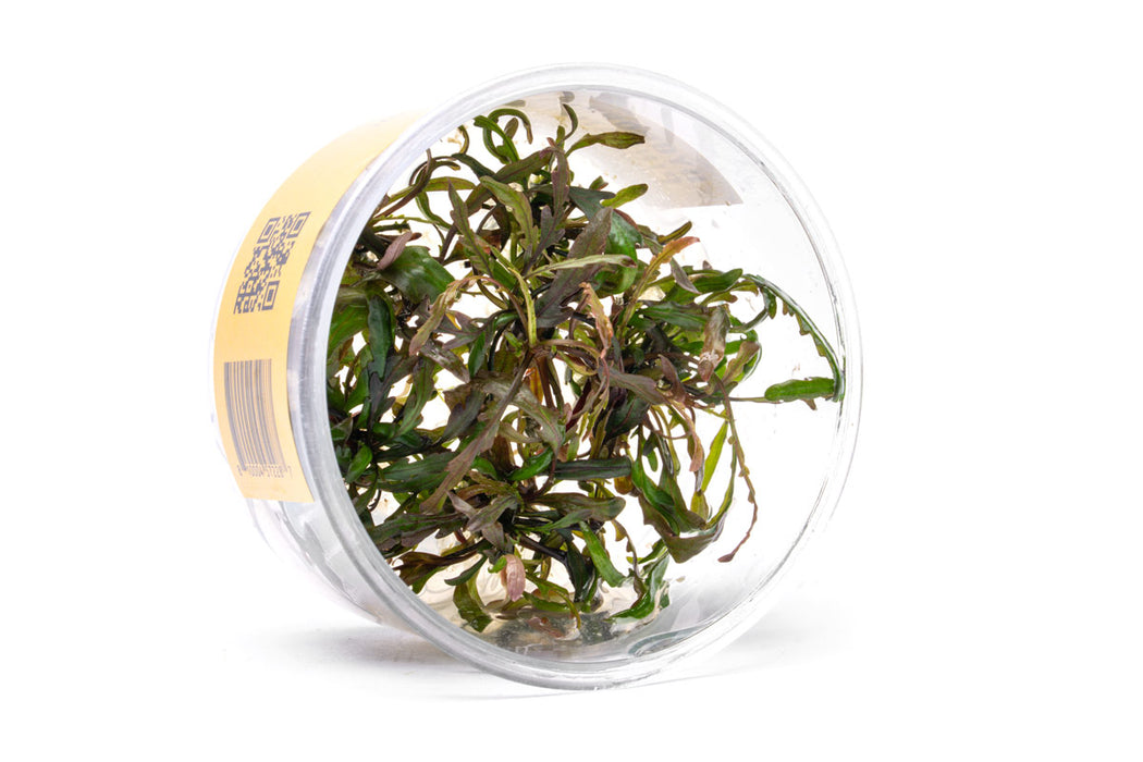 Hygrophila Pinnatifida Tissue Culture