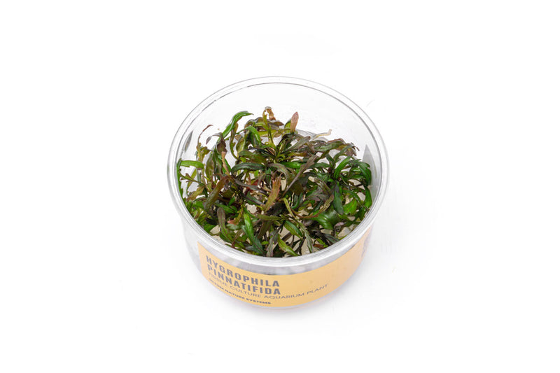 Hygrophila Pinnatifida Tissue Culture Aquatic Plant - Buce Plant