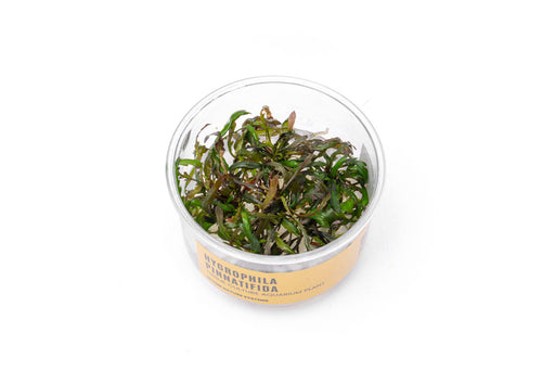 Hygrophila Pinnatifida Tissue Culture