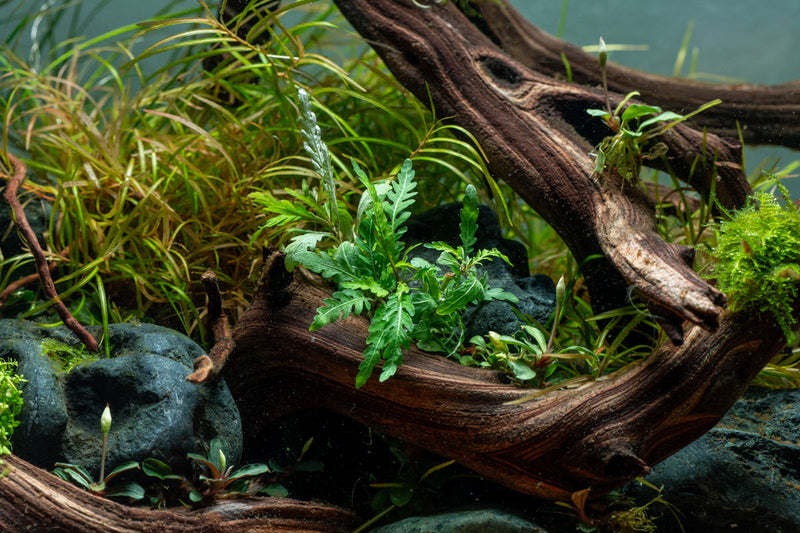 Healthy Hygrophila Pinnatifida 'UK' aquatic plant from CPA with lush green, narrow leaves suitable for freshwater aquariums.