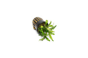 Healthy Hygrophila Pinnatifida 'UK' aquatic plant with vibrant green leaves, ideal for freshwater aquariums.