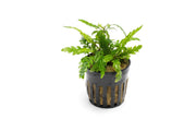 Green Hygrophila Pinnatifida 'UK' aquatic plant from CPA, with broad leaves and lush foliage, suitable for freshwater aquariums.