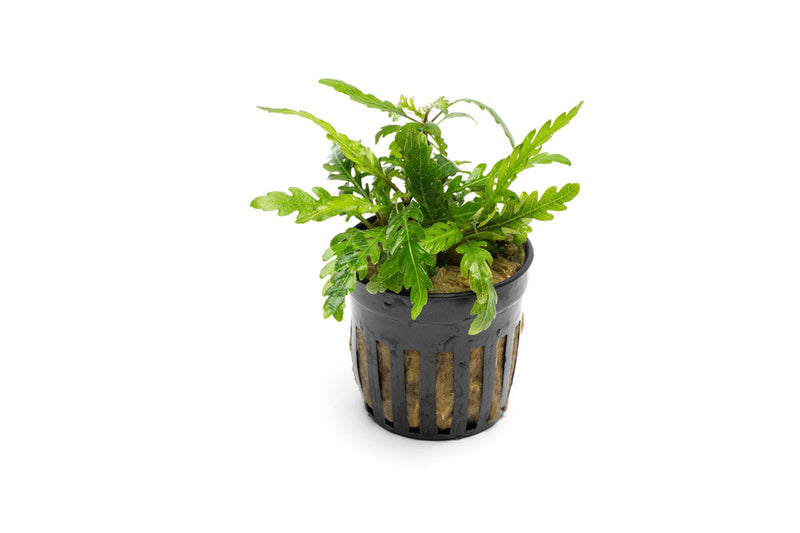 Green Hygrophila Pinnatifida 'UK' aquatic plant from CPA, with broad leaves and lush foliage, suitable for freshwater aquariums.