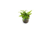 Healthy Hygrophila Pinnatifida 'UK' aquatic plant from CPA, showing bright green, lush stems and leaves suitable for freshwater aquariums.
