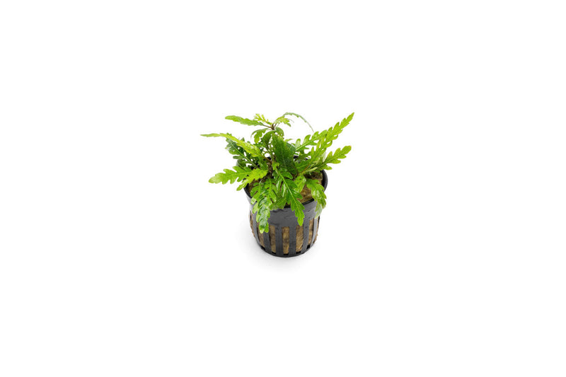 Healthy Hygrophila Pinnatifida 'UK' aquatic plant from CPA, showing bright green, lush stems and leaves suitable for freshwater aquariums.