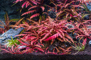 Healthy Hygrophila Pinnatifida 'UK' aquatic plant from CPA, with lush green leaves suitable for freshwater aquariums.