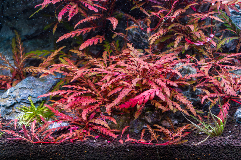 Healthy Hygrophila Pinnatifida 'UK' aquatic plant from CPA, with lush green leaves suitable for freshwater aquariums.