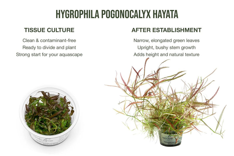 Hygrophila Pogonocalyx Hayata Aquatic Farmer Tissue Culture