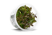 Hygrophila Pogonocalyx Hayata Aquatic Farmer Tissue Culture Aquatic Plant - Buce Plant