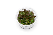 Hygrophila Pogonocalyx Hayata Aquatic Farmer Tissue Culture Aquatic Plant - Buce Plant